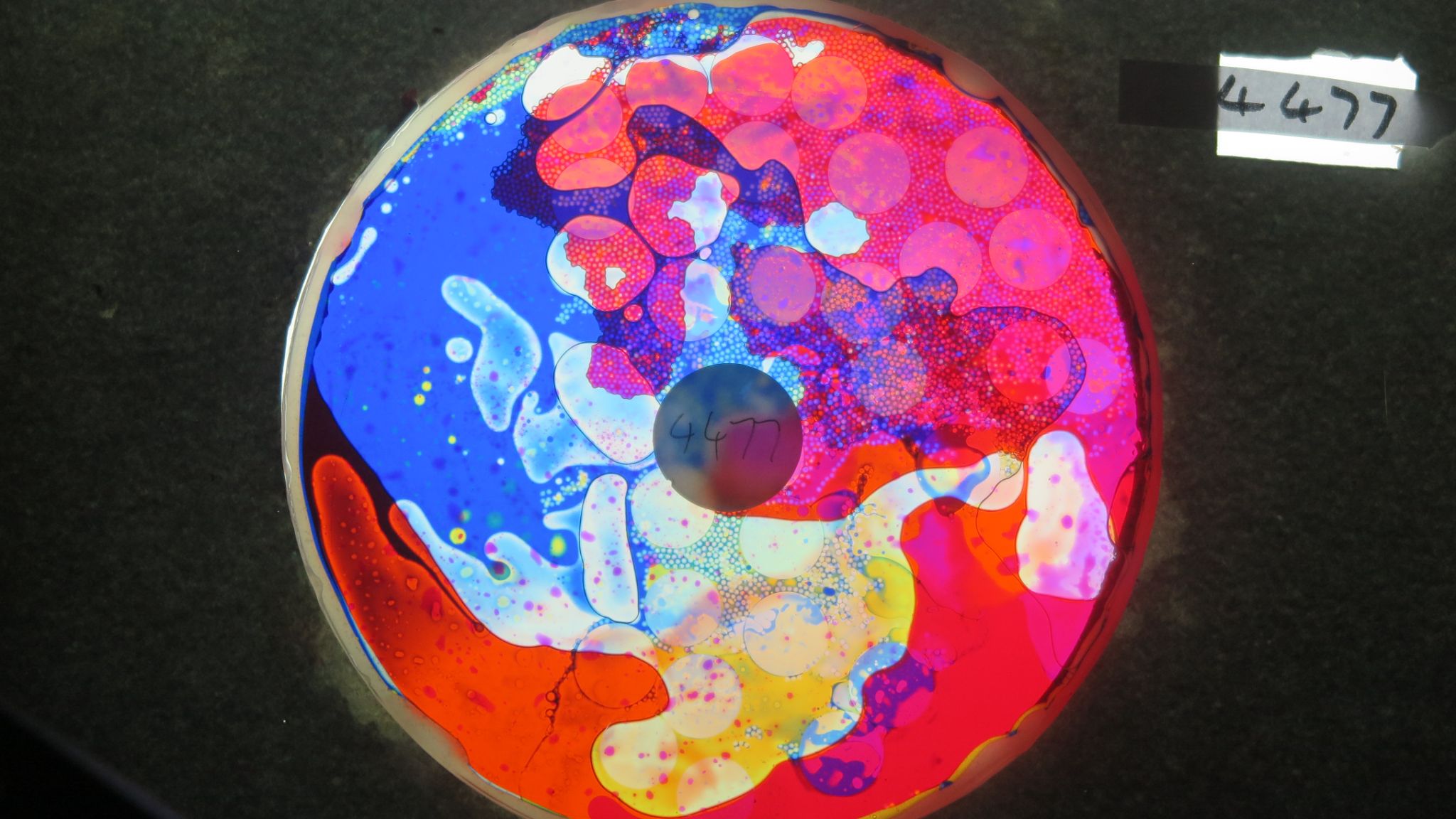 BV4477 bubble vision oil wheel